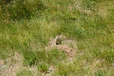 DSC_3736 (Large).JPG